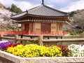 あをによし奈良の都のさくらwith世界遺産②金峰山寺、談山神社、安倍文殊院他