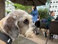 我家の還暦犬（ワイヤーダックス、14歳9カ月）、青山ファーマーズマーケット経由で、"代々木公園ドッグラン" へ。お姉さま方に撫でられご満悦！
