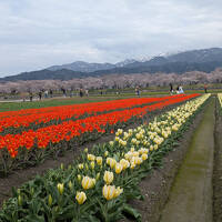 富山で桜と食を堪能