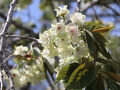 緑色の花を咲かせる桜御衣黄が100本植えられた三刀屋川河川敷公園でお花見後三刀屋城登城と三屋神社参拝