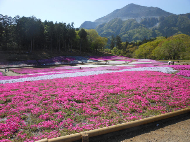家の庭に芝桜が見ごろになっていたので<br />急いで秩父に行かなきゃと思いゴールデンウィーク前に<br />西武鉄道の普通列車で芝桜を見に行ってきました。<br />ランチには行列のできる野さかで豚みそ丼を食べてきました。