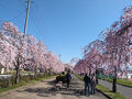 会津～喜多方桜の旅