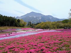 2025年4月　秩父旅行♪羊山公園で芝桜♪いちご狩り♪温泉