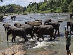スリランカ周遊 大自然満喫の旅⑥(６日目 ピンナワラ・コロンボ)