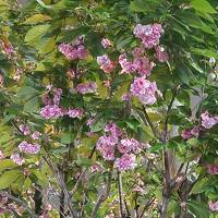 ぐるっと西日本、四国から