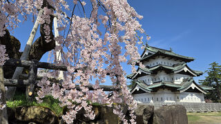 2025年4月16日～7泊8日　満開の東北6県桜の旅　5県目の青森県編　日本一の弘前城桜～最勝院の桜