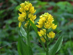 団塊夫婦の春の花散歩・２０２５ー（２）今年もキンランの花を見ることが出来ました。