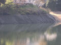 泉南桜紀行（山中渓・新滝の池・根来寺・犬鳴山）