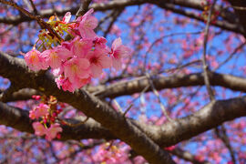 河津桜