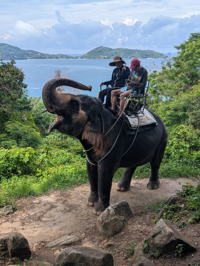 タイガーパークで、トラを枕に昼寝？？ゾウ乗りと　象とプールで触れ合った貴重な体験！
