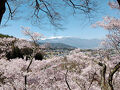 2025春桜愛でる＊.・高遠城址公園＊.・