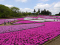 季節の花めぐり　春　その2　Flower tour of the season/spring 2