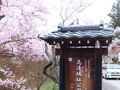 高遠花見