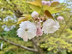 空・海・陸で目指せ京都！さんふらわあ最高☆彡リベンジ大成功(^O^)／　京都では爆＆食♪　後編