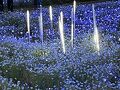 春のお散歩　ネモフィラを見てみたい2　日暮里舎人ライナーで舎人公園へ