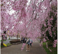 雪景色の裏磐梯＆桜満開の喜多方