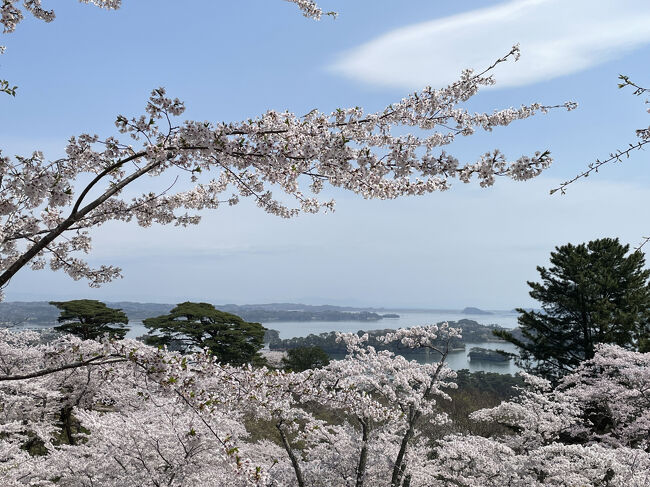 仙台空港から仙台駅を経由し、松島海岸駅へ<br />松島周辺を観光し、西行戻しの松公園で満開の桜を見て感動の旅です。<br />帰りに仙台駅周辺で牛タンランチとずんだ餅鯛焼き、日本酒を楽しみました。