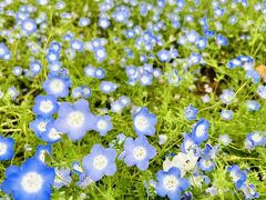 ２０２５ 日比谷公園のネモフィラはどんなかな？　『Razzle Dazzle』前楽サヨナラショーに行ってみた♪