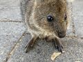 西オーストラリアの旅② ジュリアンベイ→フリーマントル