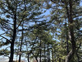 知立 松並木  ～旧東海道39番目の宿場町を歩く～