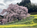 三春の滝桜