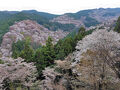 奈良オフ会で桜満開の吉野山を歩く