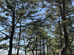知立 松並木  ～旧東海道39番目の宿場町を歩く～