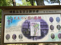 天王川公園の藤を見る日帰り旅