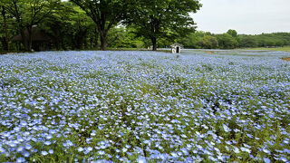 2025年4月27日ブルーの世界ネモフィラにチューリップ、眩しい新緑の昭和記念公園　ホテル日航立川泊