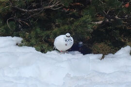 立山・もこもこ冬羽の雷鳥チャレンジ！～前編