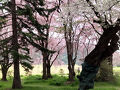 みちのく三大桜めぐりツアーで行ってきた①　北上