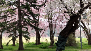 みちのく三大桜めぐりツアーで行ってきた①　北上