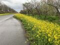ブルーメッセ、国花苑、菜の花ロードを行く