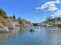 春の三鷹　井の頭恩賜公園　桜