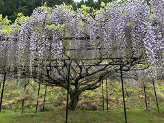 兵庫さんぽ　　念願叶う！丹波の百毫寺へ～ゴージャスな藤の花のシャワーを観ます♪♪
