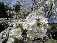 今年は見てなかった(ﾉ)･ω･(ヾ)　花とグルメの備忘録 2025 春