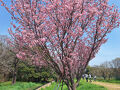 都県境、桜の柳瀬川回廊と滝の城址