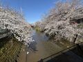 春はやっぱり桜だね②