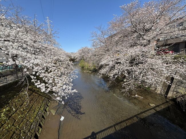 3月末はなんだか寒くてなかなか桜が開花しませんでしたが、ようやく満開となり、近所の桜の名所に行ってきました。