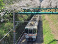 御殿場線山北で桜を愛でる