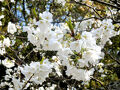 萩市でしか見られない希少種の桜ミドリヨシノ　１