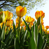 銀座スィーツ・昭和記念公園のチューリップ・ホテルディナー☆娘を送ったついでにＧW前の東京散歩2025.4②２日目
