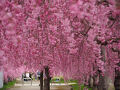 ２０２５年４月 福島の桜巡り［日中線のしだれ桜並木］［伊佐須美神社］
