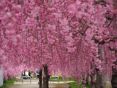 ２０２５年４月 福島の桜巡り［日中線のしだれ桜並木］［伊佐須美神社］