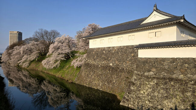 2025年4月16日～7泊8日　満開の東北6県の桜の旅　2県目の山形県編（山形市～上山市）