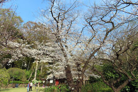 馬場花木園散歩　３月の花（３９種）２０２５年