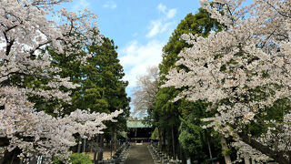 2025年4月16日～7泊8日　満開の東北6県の桜の旅　3県目の宮城県編（仙台市）