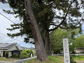 御油の松並木 ～旧東海道35番目の宿場町を歩く～