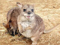 2025年春の伊豆レッサーパンダ遠征（３）シャボテン動物公園いろいろ～恒例のシャボテンひな壇やシャボテンの花＆春の動物赤ちゃんラッシュ始まる