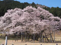 桜を求めて鉄印旅(3) 樽見鉄道と根尾谷の淡墨桜
